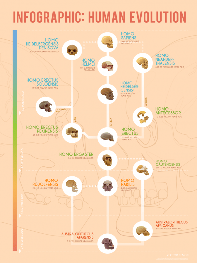 Infographic, Human Evolution to Homo Sapiens